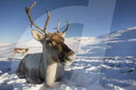 Reindeer (Rangifer tarandus) female, Cairngorms National Park, Scotland, UK