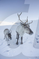 Reindeer (Rangifer tarandus) female with young, Cairngorms National Park, Scotland, UK