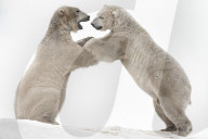 Polar bear (Ursus maritimus) males playfighting, captive, Highland Wildlife Park, Kingussie, Scotland, United Kingdom, Europe