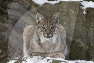 Northern lynx (Lynx lynx lynx), captive, Highland Wildlife Park, Kingussie, Scotland, UK
