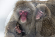 Snow monkey (Macaca fuscata)  group with baby cuddling together in the cold , Japanese macaque, captive, Highland Wildlife Park, Kingussie, Scotland, UK