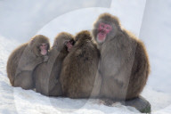 Snow monkeys (Macaca fuscata)  huddling together for warmth, Japanese macaque, captive, Highland Wildlife Park, Kingussie, Scotland, UK