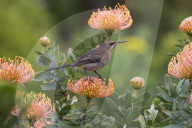 Cape sugarbird (Promerops cafer), perched on protea, Harold Porter botanical gardens, Western Cape, South Africa