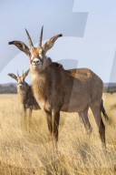 Roan antelope (Hippotragus equinus)  Mokala National Park, South Africa