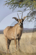 Roan antelope (Hippotragus equinus),  Mokala National Park, South Africa