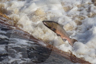Atlantic salmon (Salmo salar) leaping on upstream migration, River Tyne, Hexham, Northumberland, UK