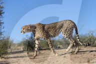 Cheetah (Acinonyx jubatus, Kgalagadi Transfrontier Park, Northern Cape, South Africa