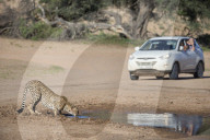 Cheetah (Acinonyx jubatus) seen on self drive safari, Kgalagadi Transfrontier Park, South Africa