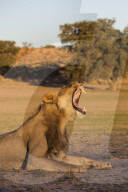 Male lion (Panthera leo) yawning, Kgalagadi Transfrontier Park, Northern Cape, South Africa,