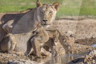 Lioness with cubs (Panthera leo) at water, Kgalagadi Transfrontier Park, Northern Cape, South Africa