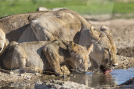 Lioness with cub (Panthera leo) drinking, Kgalagadi Transfrontier Park, Northern Cape, South Africa,