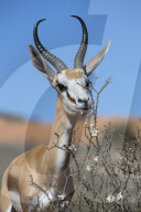 Springbok (Antidorcas marsupialis) eating driedoring flowers (Rhigozum trichotomum) Kgalagadi Transfrontier Park, South Africa