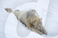Polar bear (Ursus maritimus) male, captive, Highland Wildlife Park, Kingussie, Scotland, UK,