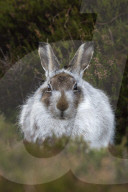 Mountain hare (Lepus timidus) in winter coat, Scottish Highlands, Scotland, UK