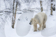 Polar bear (Ursus maritimus) male, captive, Highland Wildlife Park, Kingussie, Scotland, UK,