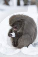 Snow monkey (Macaca fuscata), Japanese macaque, captive, Highland Wildlife Park, Kingussie, Scotland, UK