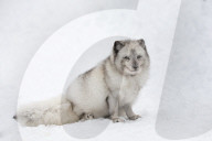 Arctic fox vixen (Vulpes lagopus), captive, Highland Wildlife Park, Kingussie, Scottish Highlands, UK