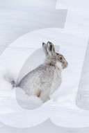Mountain hare (Lepus timidus) in winter snow, Scottish Highlands, Scotland, UK