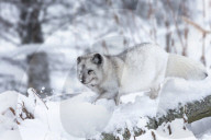 Arctic fox vixen (Vulpes lagopus), captive, Highland Wildlife Park, Kingussie, Scottish Highlands, UK