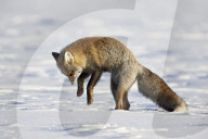 Cross Fox, Red Fox (Vulpes vulpes) (Vulpes fulva) pouncing on prey in the snow, Grand Teton National Park, Wyoming, United States of America, North America