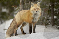 Red Fox (Vulpes vulpes) (Vulpes fulva) in winter, Grand Teton National Park, Wyoming, United States of America, North America