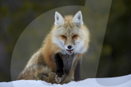 Red Fox (Vulpes vulpes) (Vulpes fulva) in the snow, Grand Teton National Park, Wyoming, United States of America, North America