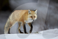 Red Fox (Vulpes vulpes) (Vulpes fulva) in winter, Grand Teton National Park, Wyoming, United States of America, North America