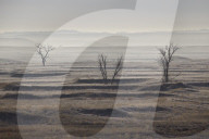 Three bare trees on a hazy morning, Badlands National Park, South Dakota, United States of America, North America