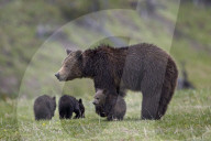Grizzly bear (Ursus arctos horribilis) sow and three cubs of the year, Yellowstone National Park, Wyoming, United States of America, North America