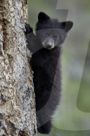 Black bear (Ursus americanus) cub of the year or spring cub climbing a tree, Yellowstone National Park, Wyoming, United States of America, North America