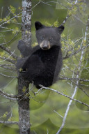 Black bear (Ursus americanus) cub of the year or spring cub in a tree, Yellowstone National Park, Wyoming, United States of America, North America