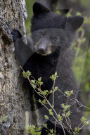 Black bear (Ursus americanus) cub of the year or spring cub, Yellowstone National Park, Wyoming, United States of America, North America