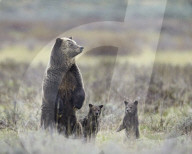 Grizzly bear (Ursus arctos horribilis) sow and two cubs of the year all standing up on their hind legs, Yellowstone National Park, Wyoming, United States of America, North America