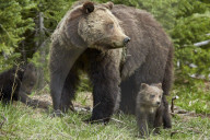 Grizzly bear (Ursus arctos horribilis) sow and two cubs of the year, Yellowstone National Park, Wyoming, United States of America, North America