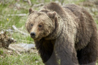 Grizzly bear (Ursus arctos horribilis) sow, Yellowstone National Park, Wyoming, United States of America, North America