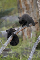 Two Black Bear (Ursus americanus) cubs of the year or spring cubs playing, Yellowstone National Park, Wyoming, USA