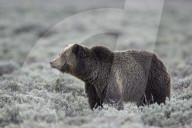 Grizzly Bear (Ursus arctos horribilis), Yellowstone National Park, Wyoming, USA