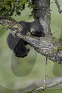 Black Bear (Ursus americanus) cub of the year or spring cub, Yellowstone National Park, Wyoming, USA