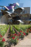 Vines, traditional roses and the striking hotel at Marques de Riscal Bodega, designed by Frank Gehry, near Elciego, La Rioja, Spain, Europe