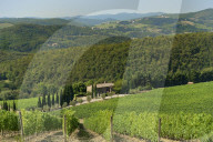 Vineyard and olive grove, Pian D'Albola, Radda in Chianti, Siena Province, Tuscany, Italy, Europe