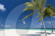 Palm trees and tropical beach, Maldives