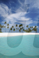 Palm Trees and Tropical beach, Maldives