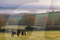 Miniature Ponies graze on the rolling Devon fields at dawn, South Tawton, Devon, England. Spring (April) 2015.