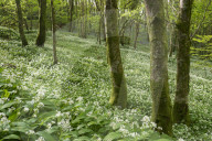 Wild garlic flowering in a Cornish woodland, Looe, Cornwall, England. Spring (May) 2015.