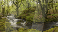 River Fowey at Golitha Falls, Cornwall, England. Spring (May) 2015.