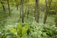 Wild garlic and ferns growing in a Cornish woodland in spring time, Looe, Cornwall, England. Spring (May) 2015.