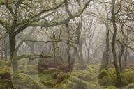 Moss covered trees in Wistman‚Äôs Wood, Dartmoor National Park, Devon, England. Autumn (October) 2015.