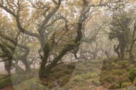 Wild and mysterious Wistman‚Äôs Wood in Dartmoor National Park, Devon, England. Autumn (October) 2015.