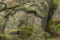 Stunted oak  trees in the creepy and mysterious Wistman‚Äôs Wood, Dartmoor National Park, Devon, England. Autumn (October) 2015.