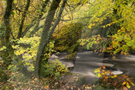 East Dart River rushing past autumnal foliage, Dartmeet, Dartmoor National Park, Devon, England. Autumn (October) 2015.